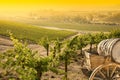 Beautiful Grape Vineyard with Old Barrel Carriage Royalty Free Stock Photo