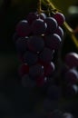 Beautiful grapes image. Bunches of ripe red wine grapes on vine branch. Royalty Free Stock Photo