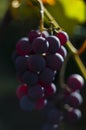 Beautiful grapes image. Bunches of ripe red wine grapes on vine branch. Royalty Free Stock Photo