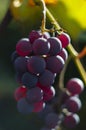 Beautiful grapes image. Bunches of ripe red wine grapes on vine branch. Royalty Free Stock Photo