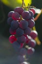 Beautiful grapes image. Bunches of ripe red wine grapes on vine branch. Royalty Free Stock Photo