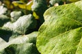 Beautiful grapes leaves in a vineyard. Detail of vine leaf after rain. Summertime season, selective focus. Green leaf Royalty Free Stock Photo