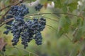 Beautiful grapes leaves in a vineyard, garden. natural background, summer. sunny day. green red ripe, metal, copy space Fresh Royalty Free Stock Photo