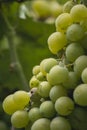Beautiful grapes leaves in a vineyard, garden. Vineyard background in summer. Beautiful sunny day. Detail, green grapes unripe Royalty Free Stock Photo