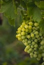 Beautiful grapes leaves in a vineyard, garden. white background, summer. sunny day. green grapes unripe, metal, copy space Fresh Royalty Free Stock Photo