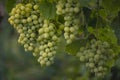 Beautiful grapes leaves in a vineyard, garden. white background, summer. sunny day. green grapes unripe, metal, copy space Fresh Royalty Free Stock Photo