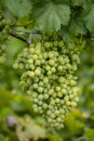 Beautiful grapes leaves in a vineyard, garden. white background, summer. sunny day. green grapes unripe, metal, copy space Fresh Royalty Free Stock Photo