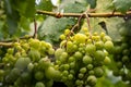 Beautiful grapes leaves in a vineyard, garden. white background, summer. sunny day. green grapes unripe, metal, copy space Fresh Royalty Free Stock Photo