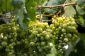 Beautiful grapes leaves in a vineyard, garden. white background, summer. sunny day. green grapes unripe, metal, copy space Fresh Royalty Free Stock Photo