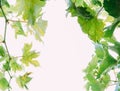 Beautiful grapes leaves in a vineyard. Vineyard background in summer. Beautiful sunny day Royalty Free Stock Photo