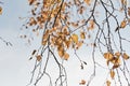 Beautiful graphic birch branches against the blue sky. yellow autumn leaves, vintage tinted