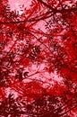 Beautiful graphic illustration of autumnal foliage. Brown, red and pink branches and leaves seen from below, filtering a clear ros