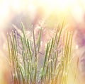 Beautiful grass bathed in sunlight Royalty Free Stock Photo