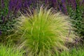 beautiful grass that comes from America, specifically New Mexico. Ponytails is a compact, lower variety of this ornamental grass Royalty Free Stock Photo