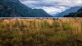 Beautiful grass field clearing beside Buttle lake on Vancouver Island, British Columbia, Canada