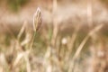 Beautiful grass flower in field on blur backgroung