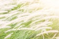 Beautiful grass flower (poaceae),Naturally beautiful flowers in Royalty Free Stock Photo