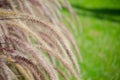 Beautiful grass flower poaceae near green grass field at the background. the image in selective focus. Royalty Free Stock Photo