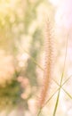 Beautiful grass flower in soft mood among nature bokeh Royalty Free Stock Photo