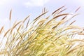 Beautiful grass flower in soft mood with sweet color sky Royalty Free Stock Photo