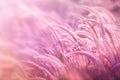 Beautiful grass flower in soft pink romance background with bokeh