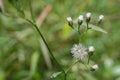 The beautiful grass flower was in the field. Royalty Free Stock Photo