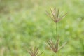 The beautiful grass flower was in the field. Royalty Free Stock Photo