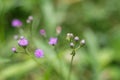 The beautiful grass flower was in the field. Royalty Free Stock Photo