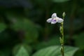 The beautiful grass flower was in the field. Royalty Free Stock Photo