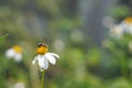 The beautiful grass flower was in the field. Royalty Free Stock Photo