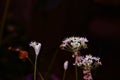 beautiful grass flowers on dark background Royalty Free Stock Photo
