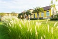 Beautiful grass flowers with yellow village and blue sky