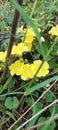 beautiful grass flowers with yellow and white pistils Royalty Free Stock Photo