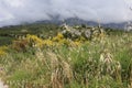 Thunderclouds over the mountains against the background of wild plants and dry grass on a rainy summer day Royalty Free Stock Photo