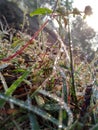 Beautiful grass in morning with water drop Royalty Free Stock Photo