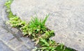 beautiful grass plants and moss grown between cement and iron. Small town sidewalk view Royalty Free Stock Photo