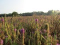 Beautiful grass with purple flowers