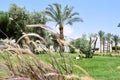 Beautiful grass with purple spikelets through which palm trees with leaves in a tropical resort are seen against a blue sky and gr Royalty Free Stock Photo