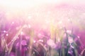 Beautiful grass with raindrops in pink and purple soft tone with glitter background Royalty Free Stock Photo