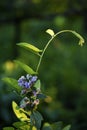 Beautiful grass in the rays of the setting sun in the garden. Nepeta cataria Royalty Free Stock Photo