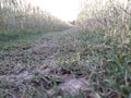 Beautiful grass road in this indian village outside photo