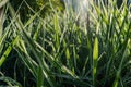 Beautiful grass Sedge, the rays of the sun Royalty Free Stock Photo