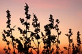 Beautiful grass silhouette sunset Royalty Free Stock Photo