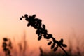 Beautiful grass silhouette sunset Royalty Free Stock Photo