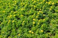 Beautiful grass texture with yellow flowers