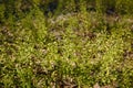 Beautiful grass and tiny flowers on forest ground, tender spring sprouts, natural background. Soft focused shot