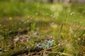 Beautiful grass and tiny flowers on mossy forest ground, tender spring sprouts, natural background. Soft focused shot Royalty Free Stock Photo