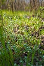 Beautiful grass and tiny white flowers on forest ground, tender spring sprouts, natural background. Soft focused shot Royalty Free Stock Photo