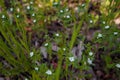 Beautiful grass and tiny white flowers on forest ground, tender spring sprouts, natural background. Soft focused shot