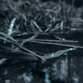 Beautiful grass in water, puddle in forest image in a drop of water Royalty Free Stock Photo